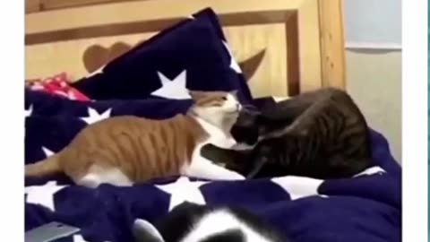 Cats funny video 2023 best video cats ||Episode 26 vlog 9
