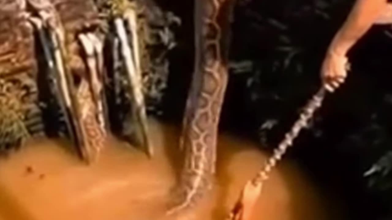 Anaconda attack