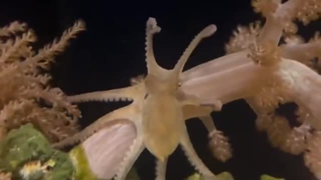 How my octopus reacts to strangers