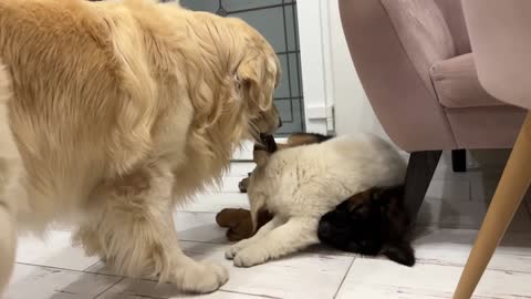 Golden Retriever Loves Playing with Puppies
