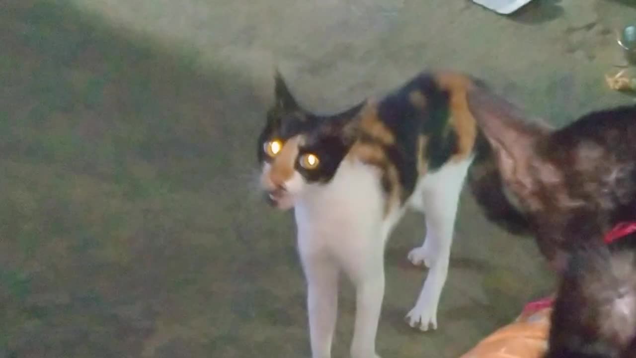 Cat fight