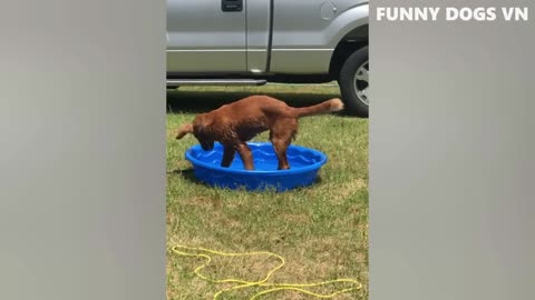 Funny Animals
