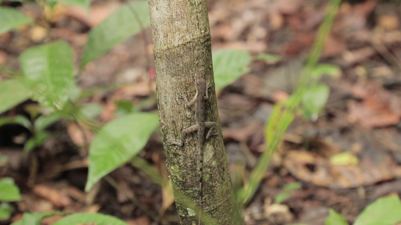 Lizard on tree inside the forest