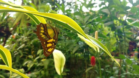 Butterfly life among the flowers