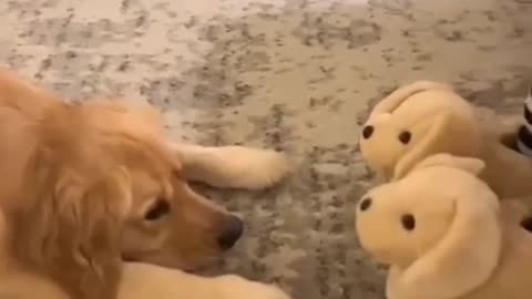 Funny animal moments | Animal funny compilation video 2023
