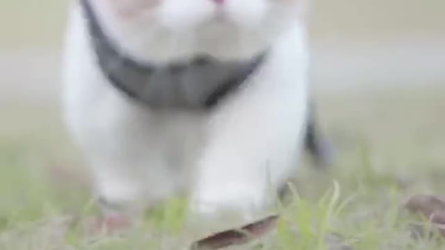Take the kitten for a walk
