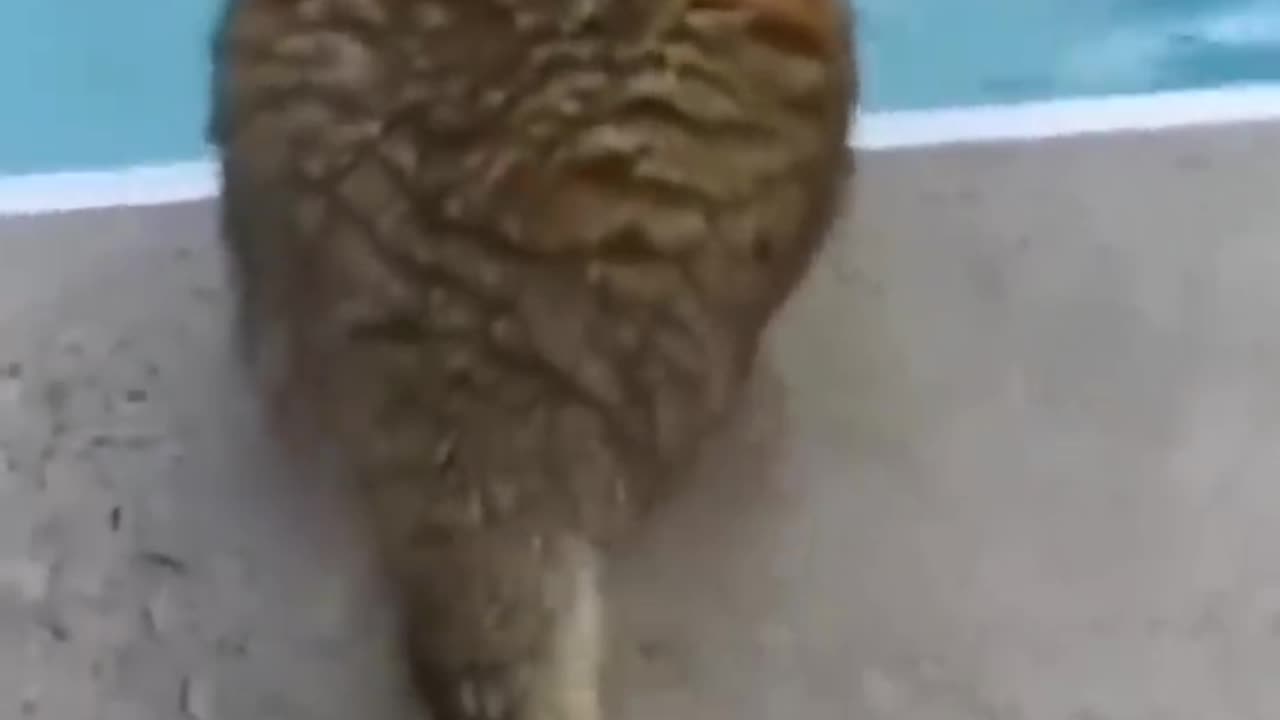 Funny Animal Videos 😂 Try Not To Laugh 🤣 Funniest Cats And Dogs Videos - #shorts