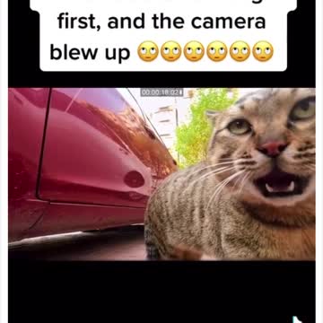 meooooowwweeooooww…