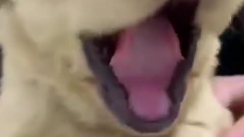 Puppy's Long Yawn #shorts #viral #shortsvideo #video