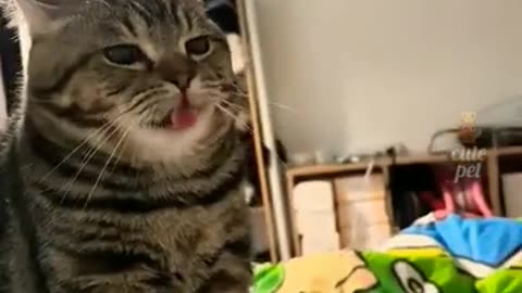 Funny Video 2024
