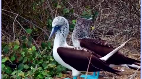 Rare birds preen themselves right in front of your camera.