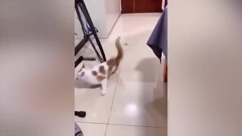 😂funny 😂cat video