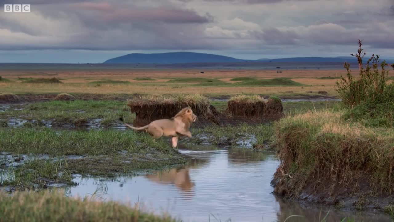 Lions in the Wild