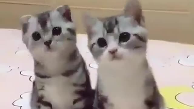 Cutte and adorable kitten