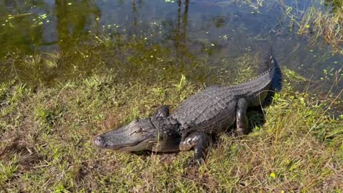 Alligator Hissing