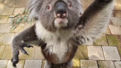 Curious Koala Bear