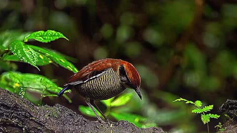 *"Winged Wonders: The Stunning World of Birds in Nature"*