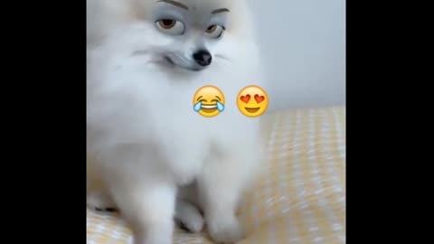 Dog use camera filter so funny 😂