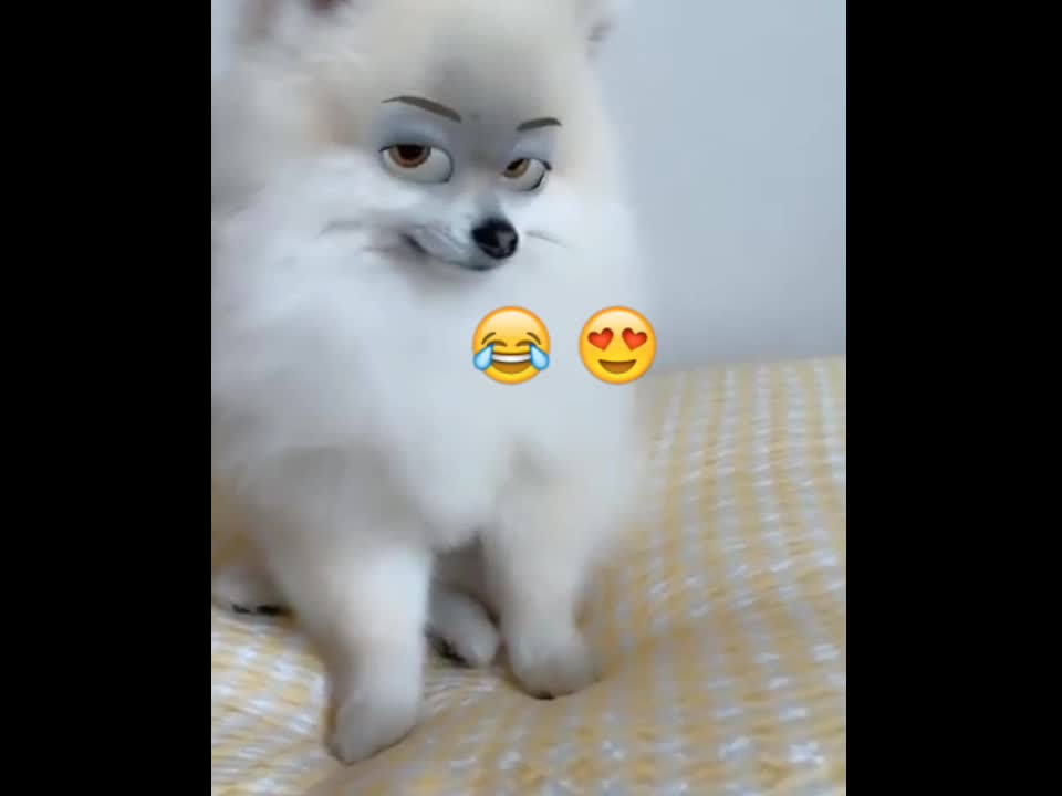 Dog use camera filter so funny 😂