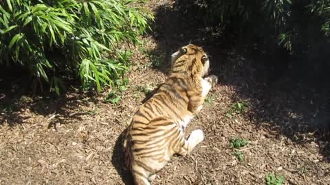 Video of a Tiger