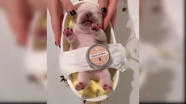 Baby Dogs: 21 of the Cutest and Funniest Dog Videos | Aww Animals