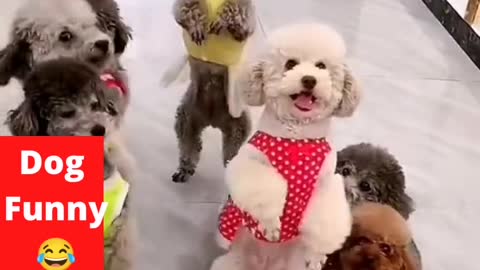 Cute Baby dogs funny video pets Funny Viral video,