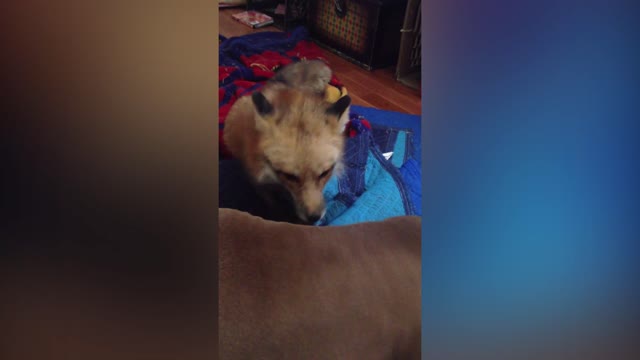 Cute Fox Gives Dog A Massage