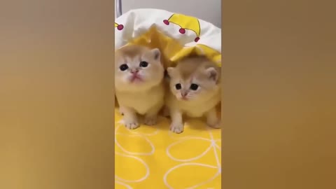 HOUR FUNNY CATS COMPILATION 2022😂_ Funny and Cute Cat Videos😸 ! - 087