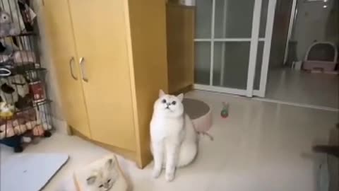 Funny cats 🤣 🐈😺