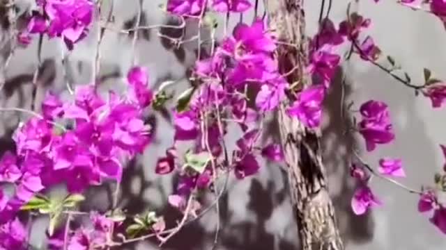 Cây hoa giấy này người ta dùng đá buộc kéo xuống để tạo tay cành chứ không phải đột biến gì nhé