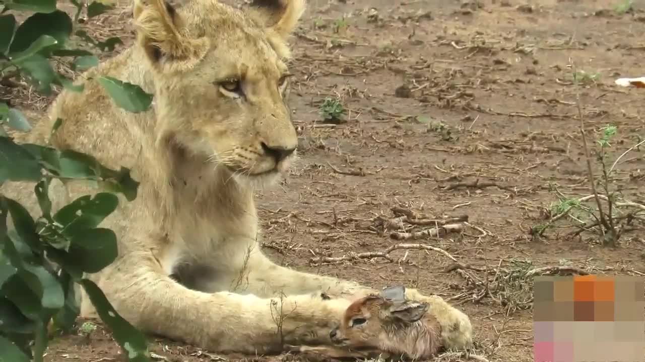 Lion saves baby deer