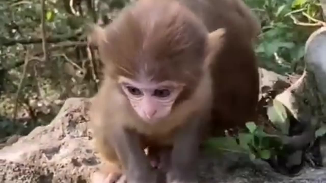 ** MUST SEE || CUTE BABY ANIMAL .