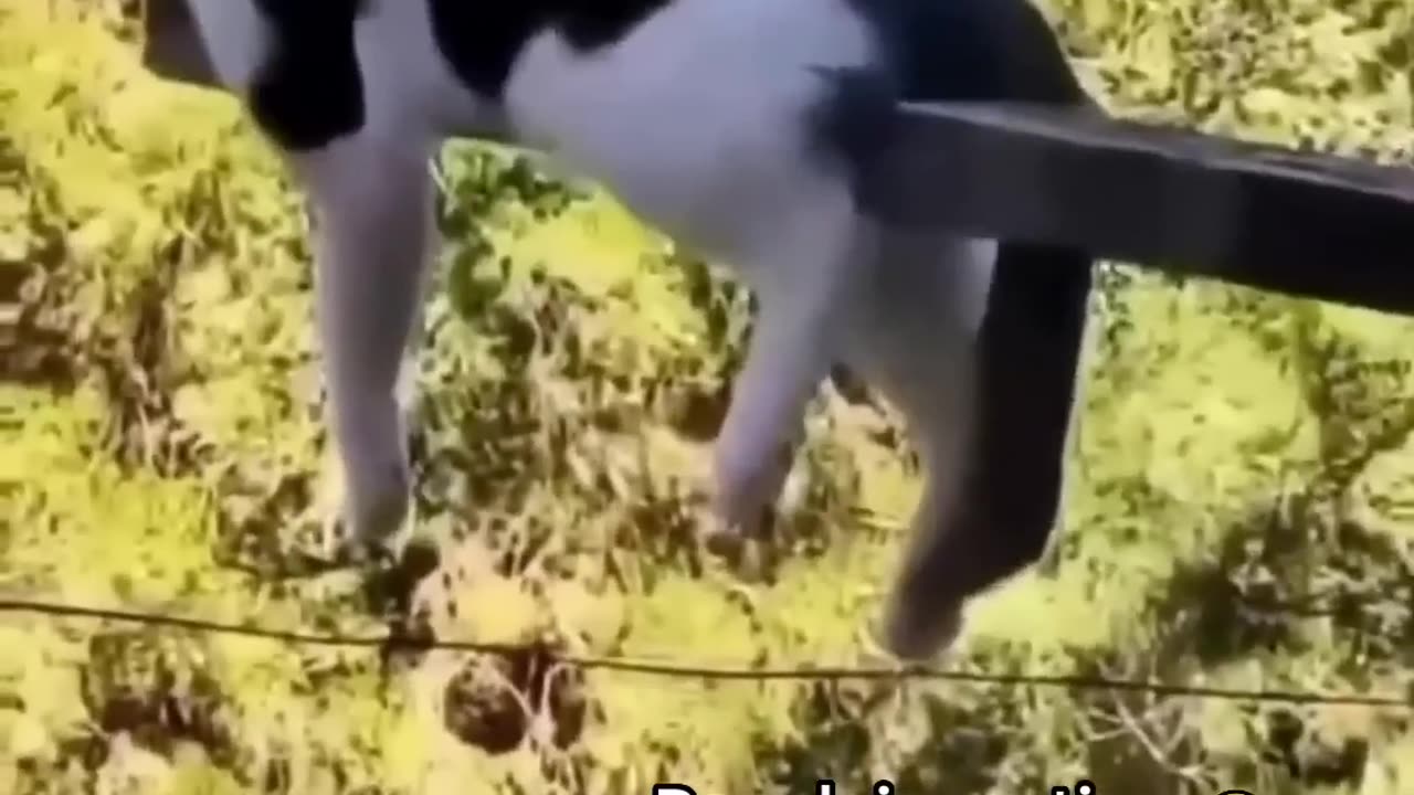 Cat😸funny