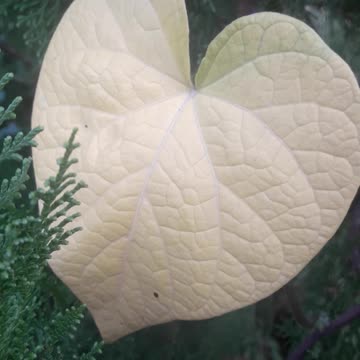 White leaf
