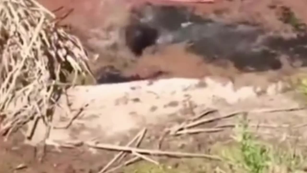 Crazy and Funny Videos!
