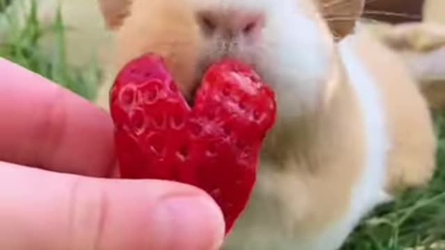 😍Cute Bunny😂 OMG😍 Rabbits Doing Funny Things 😂 Cutest Pets 😃