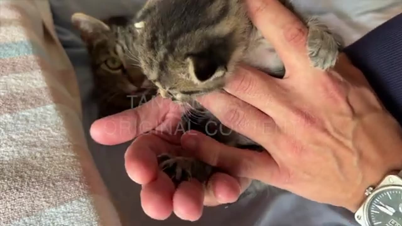 Cat with its babies so cute 🥰 ☺️