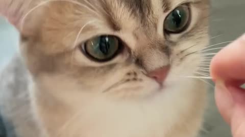 Cats like to play with yarn