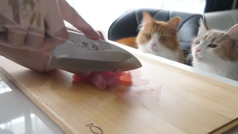 How I Trained My Cats