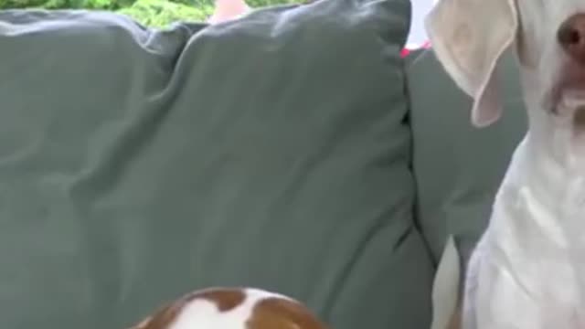 Funny dogs reaction