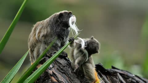 Emperor Tamarin with his juvenile playing on a branch saguinus imperator Martinique zoo