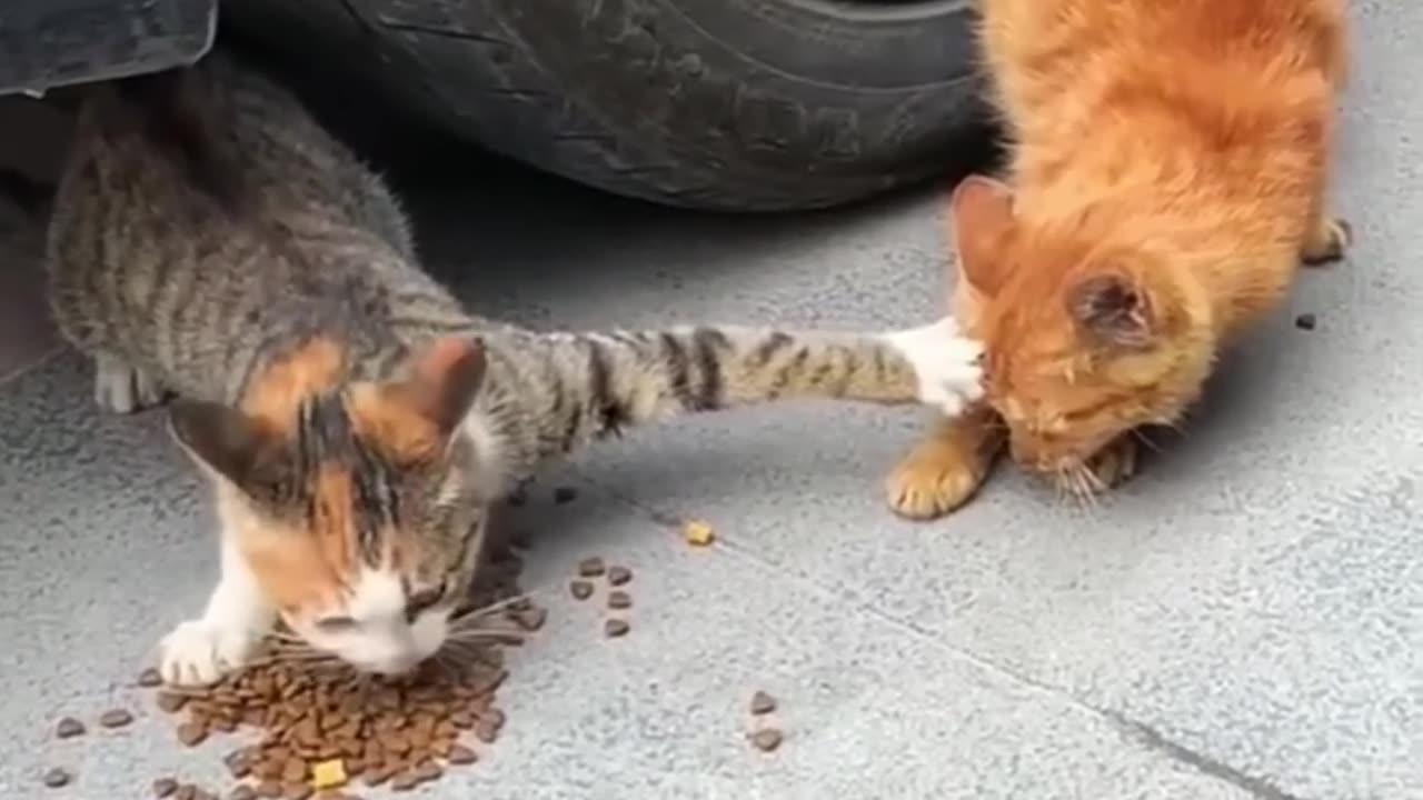 Funny Animal shorts π΅ππΆπ·