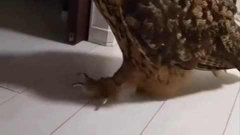 The lovely owl