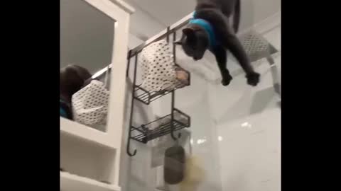When Cats Go Wrong! Epic cat fails try not to laugh 2022