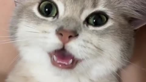 Lovey Cat🥰