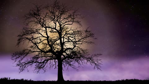 tree with full moon