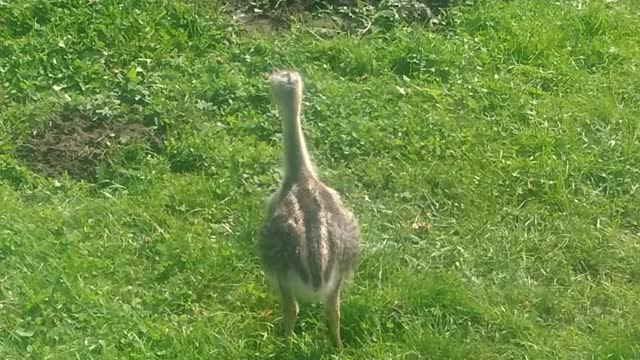 Rheas play in the garden