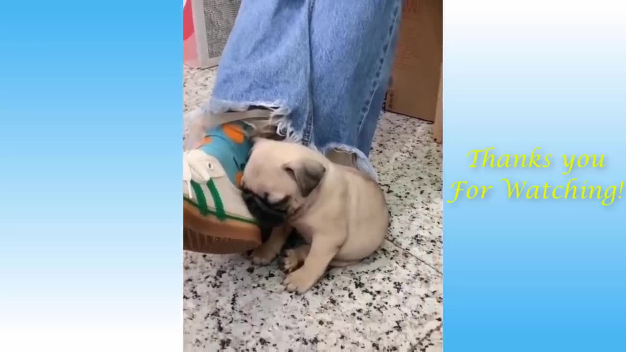 Funny videos I animals