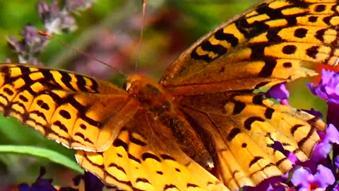 Fritillary Butterfly