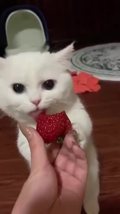 Omg! Cute Cat | Cute baby | #shorts #cat #cutecat